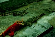121  crocodile show - risky job.JPG